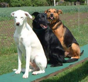 Hundeerziehung - Hundeschule Saalfeld