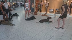 Hundetraining im Einkaufszentrum